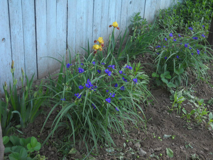 DSCN3295 - 13 flori de mai 2012