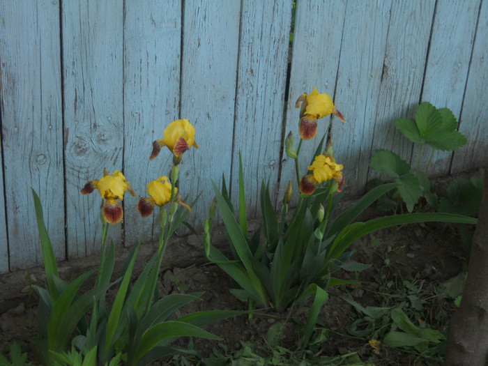 DSCN3296 - 13 flori de mai 2012