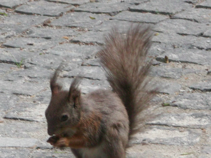 AM CAPATAT DE PAPICA, ALUNE