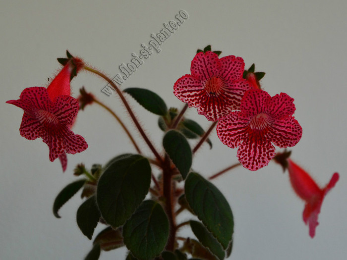Kohleria Elise; 2012
