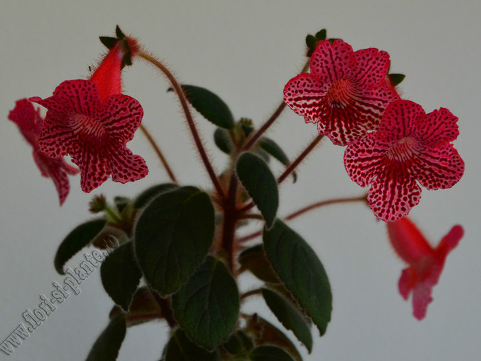 Kohleria Elise; 2012
