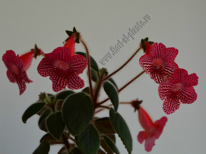 Kohleria Elise; 2012
