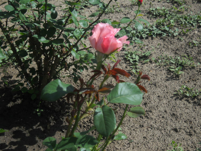 DSCN3213 - 20 trandafiri 2012