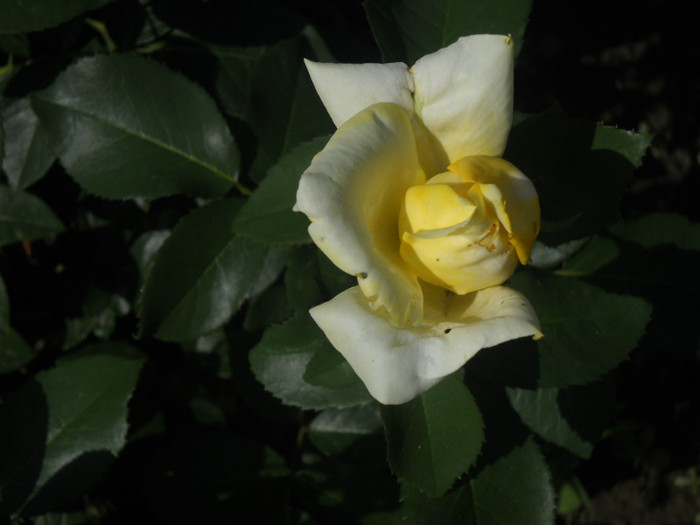 DSCN3219 - 20 trandafiri 2012