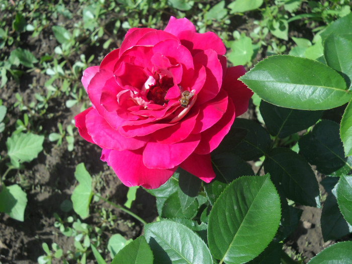 DSCN3223 - 20 trandafiri 2012