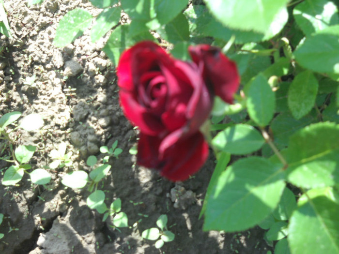 DSCN3228 - 20 trandafiri 2012