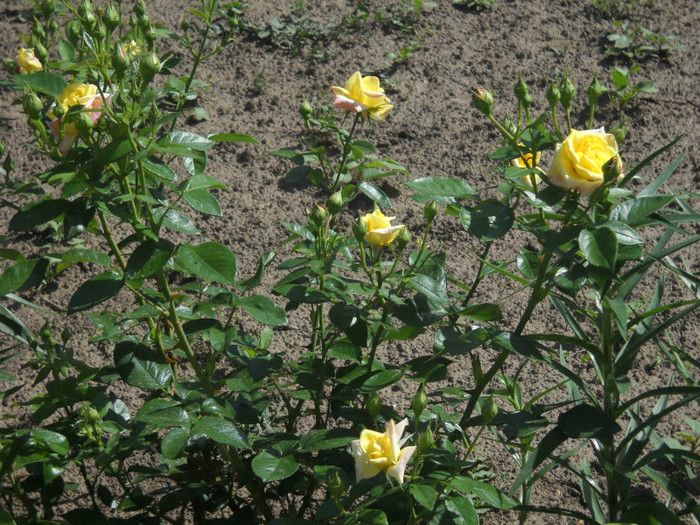 DSCN3241 - 20 trandafiri 2012
