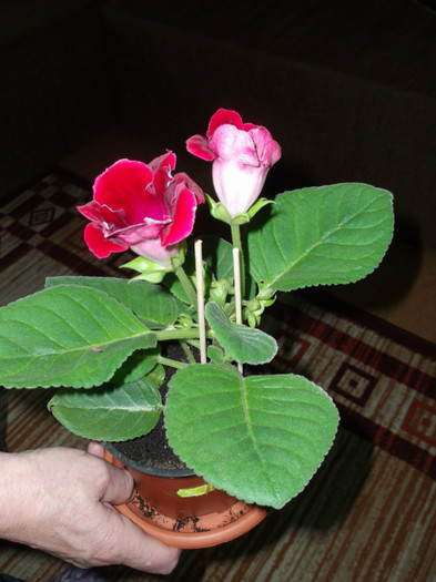 GLOXINIA ROSU SIMPLU LI(an)A - FLORI DIVERSE