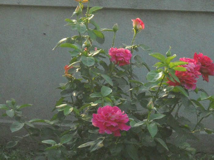 DSCN3301 - 20 trandafiri 2012
