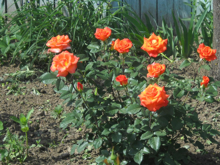 DSCN3366 - 20 trandafiri 2012