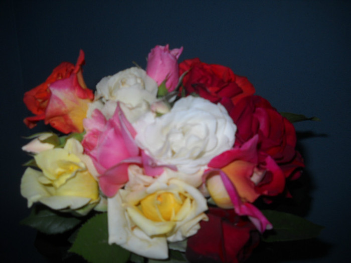 DSCN3377 - 20 trandafiri 2012