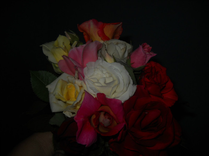 DSCN3380 - 20 trandafiri 2012