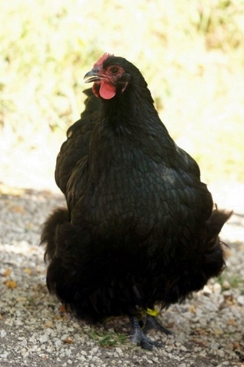 BlackStephane-15-399x600