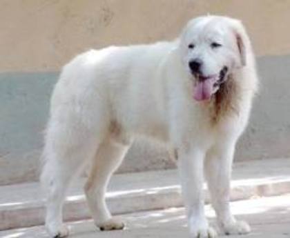 images - abruzzo shepherd