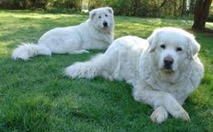 images (2) - abruzzo shepherd