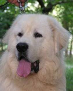 images (3) - abruzzo shepherd