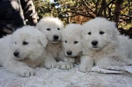 images (4) - abruzzo shepherd