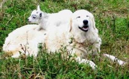 images (6) - abruzzo shepherd