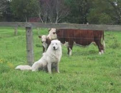 images (9) - abruzzo shepherd