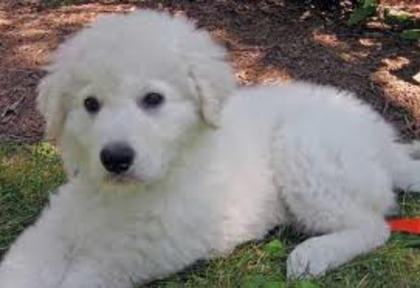 images (11) - abruzzo shepherd