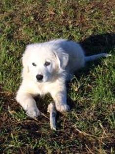 images (14) - abruzzo shepherd