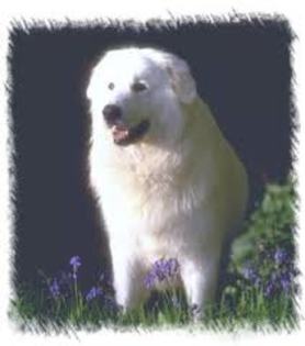 images (15) - abruzzo shepherd