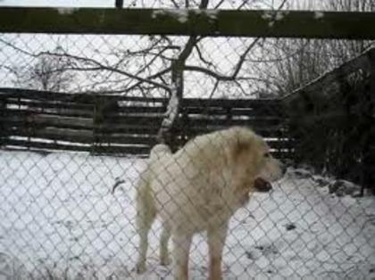 images (16) - abruzzo shepherd