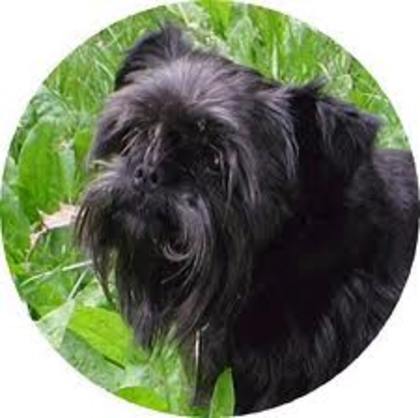 images (1) - affenpinscher