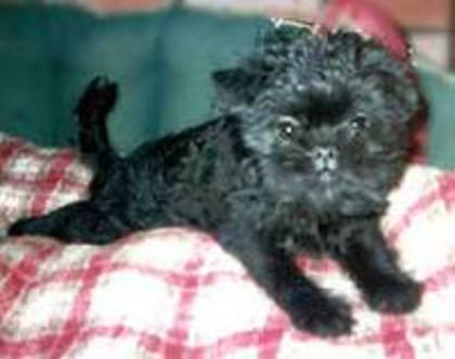 images (5) - affenpinscher