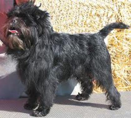 images (6) - affenpinscher