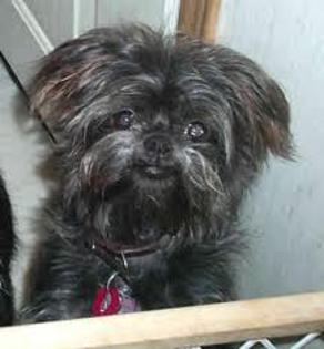 images (7) - affenpinscher