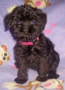 images (9) - affenpinscher