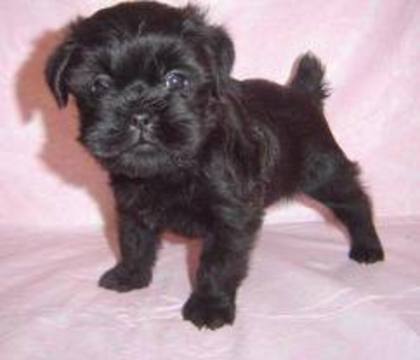 images (11) - affenpinscher