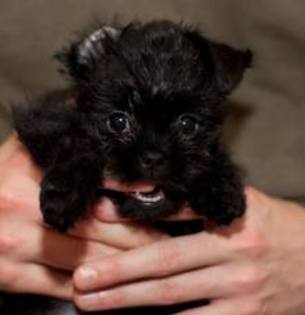 images (12) - affenpinscher