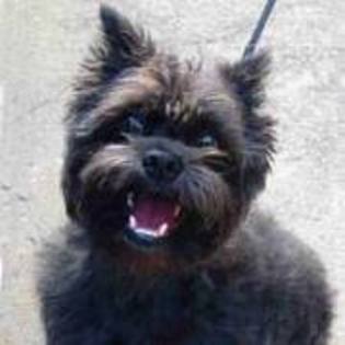 images (13) - affenpinscher