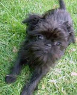 images (15) - affenpinscher