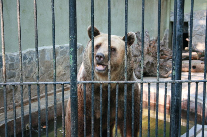 Picture 240 - animale