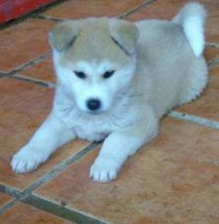 images - akita inu