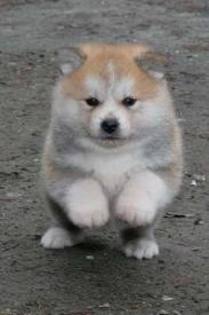 images (2) - akita inu