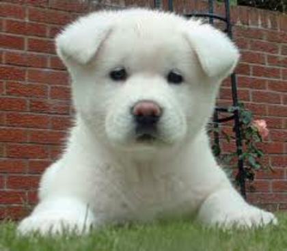 images (4) - akita inu