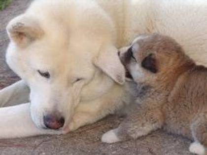 images (11) - akita inu