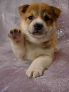 images (12) - akita inu