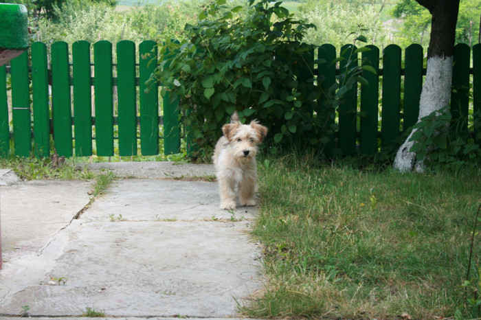 Picture 277 - animale