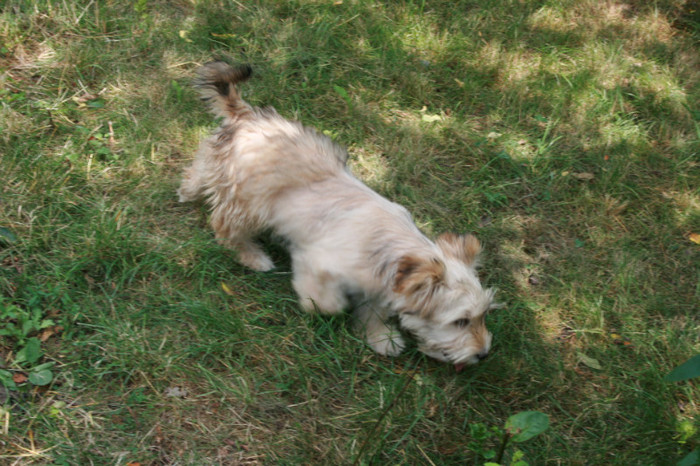 Picture 278 - animale