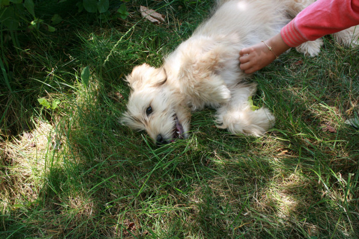 Picture 302 - animale