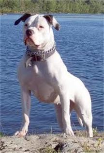 images - american bulldog