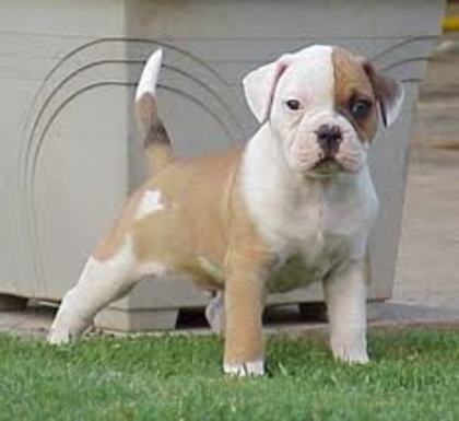 images (1) - american bulldog