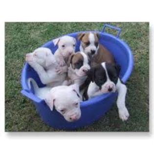 images (6) - american bulldog