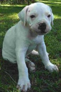 images (9) - american bulldog