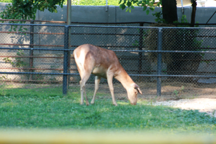 Picture 329 - animale